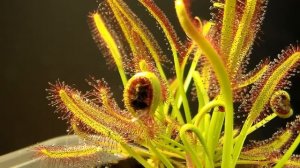 Drosera Capensis: time lapse eating a fly (HD with a surprise)