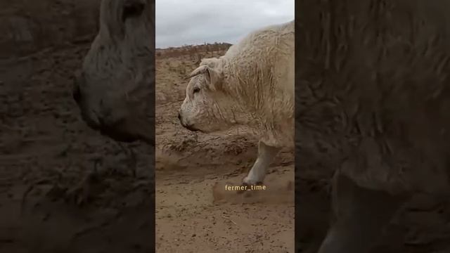 Бык Шароле,по кличке Мишка,до1600кг живой вес, Дагестан,ма ша АЛЛАГЬ. смотреть онлайн