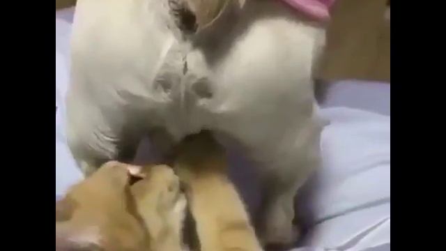 Ржачные видео смотреть онлайн