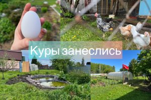 Куры занеслись