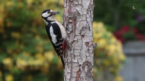 Видео для детей - Животные для детей - Дятел - Детские песни