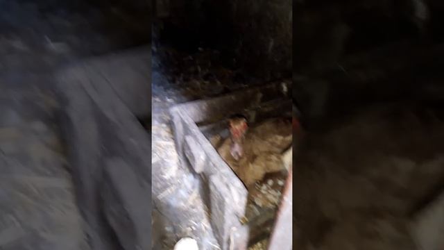 Сколько индоутка сидит на яйцах??? смотреть онлайн