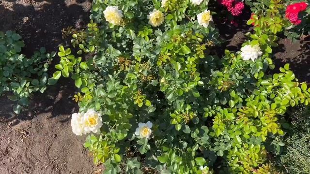 Бордюр из молодых почвопокровных роз (3 зона) смотреть онлайн