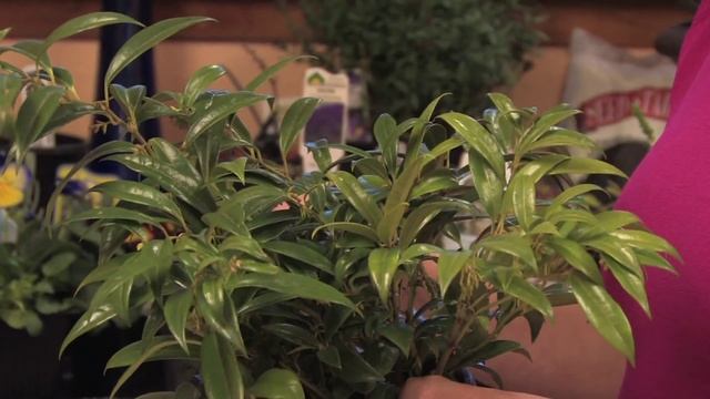 Flower Gardens : How to Grow Sweet Box (Sarcococca Hookerana Humilis) смотреть онлайн