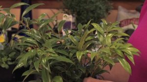 Flower Gardens : How to Grow Sweet Box (Sarcococca Hookerana Humilis)