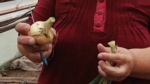 Агротехнология лука-шалота в условиях Кировской области