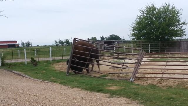 how a bison fixes a fence смотреть онлайн