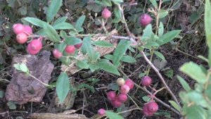 Голубика розовая "Пинк Лимонад" \  Vaccinium corymbosun "Pink Lemonade"