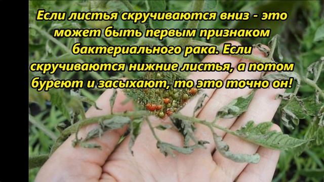 Основные причины скручивания листьев у томатов смотреть онлайн