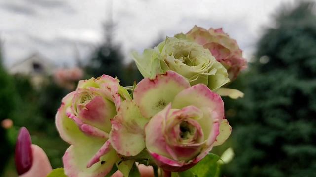 Роза Лавли Грин (Lovely Green) Флорибунда смотреть онлайн