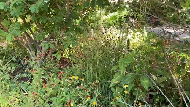 Источник: еще один лесной сад на фестивале "Сады и люди"-2022 смотреть онлайн