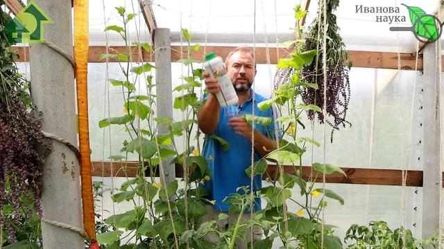 Дайте это огурцам В ИЮЛЕ и они будут плодоносить ДО ЗАМОРОЗКОВ! Чего не хватает огурцам для урожая?