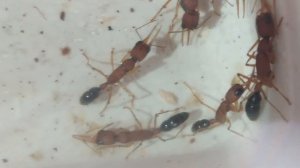 Муравьи harpegnathos saltator - индийские бульдоги