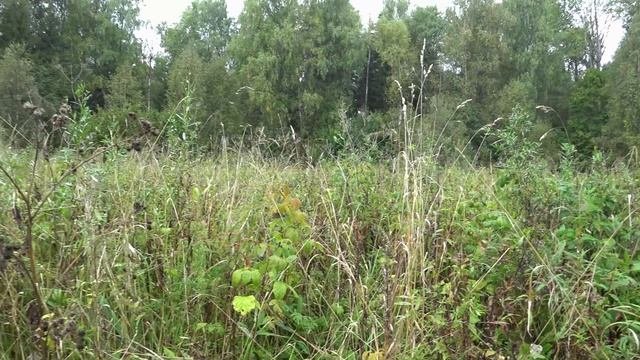 Шурф выбитого места. Здесь еще есть находки.