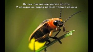 10 фактов про насекомых [Part #2]