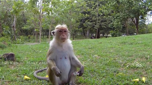 Обезьяна любит Украинские конфеты больше чем манго! (Monkey loves Ukrainian candy more than mango) смотреть онлайн