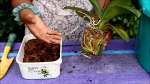 How to repot Oncidium & Phalaenopsis orchids