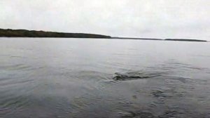 Рыбалка лосось 5кг100г Онежское озеро