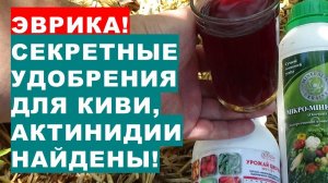 Эврика! Секретные удобрения для киви и актинидии найдены и прошли успешные испытания