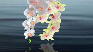 Футаж. Цветы над водой 8