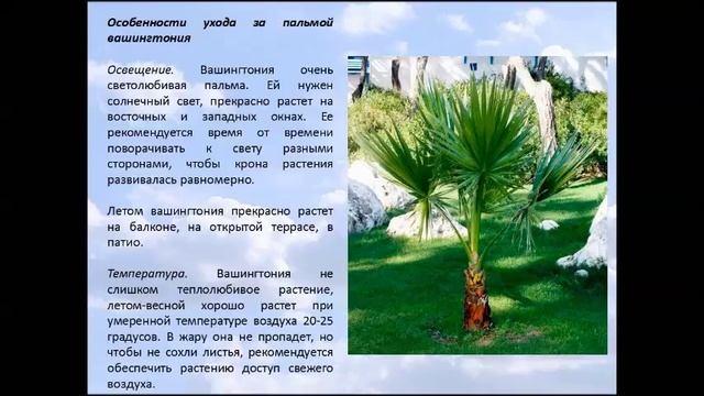Пальма Вашингтония.