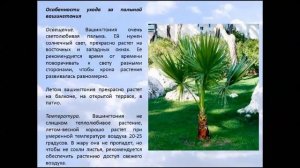 Пальма Вашингтония.