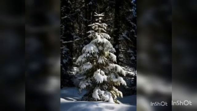 ❄️СОННИК❄️? К чему сниться Ёлка ?часть 3 ? смотреть онлайн