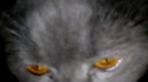 ШОТЛАНДСКИЙ ВИСЛОУХИЙ КОТ Кекс кричит