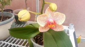 My Phalaenopsis Orchid In Bloom