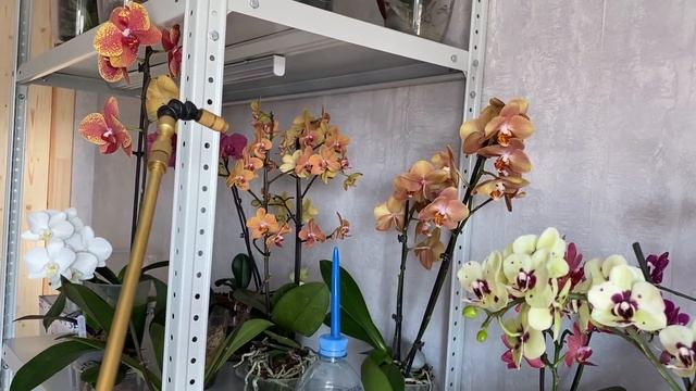 ПОЛИВ ОРХИДЕЙ как поливаю цветущие орхидеи из магазина ДО пересадки фаленопсисов
