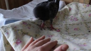 Молодой голубь дерется с рукой человека ✿ Pigeon on fights with human hand