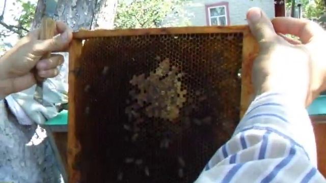 Украинский улей лежак на узко- длинную рамку ч.1 смотреть онлайн