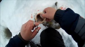 ТРОФЕЙНЫЙ НАЛИМ В МАРТЕ / ВЕСЕННИЙ СЕЗОН НАЧАЛСЯ С ТРОФЕЙНОЙ РЫБАЛКИ