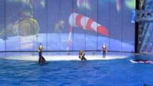 Москвариум. Выступление касаток.