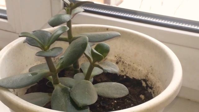 Красула или денежное дерево. смотреть онлайн