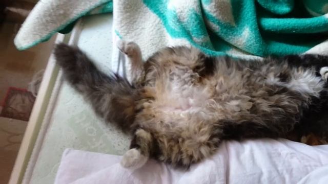 Спящий кот / Sleeping cat смотреть онлайн