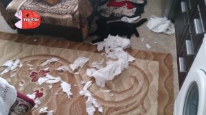 Два черных кота-хулигана бардачат на кухне