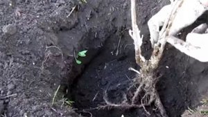 черная смородина уход и посадка