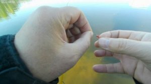 Красный карась на поплавок в апреле.