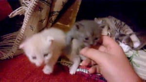 Котоферма