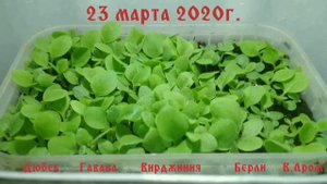 Рассада табака. Свой табак, сезон 2020 года. Поминутный обзор.   Часть 2