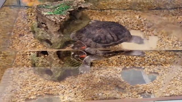 #Черепаха #Животные #Красноухая черепаха Ричи смотреть онлайн
