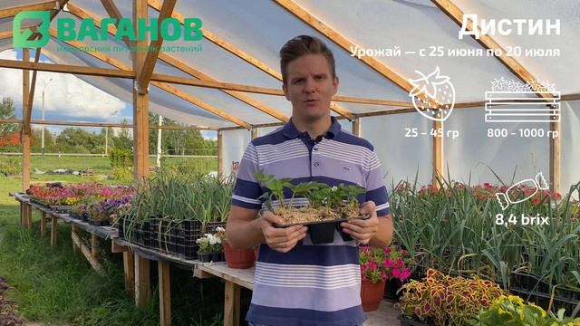 Рассада клубники сорта ДЕСТИНИ (Дистин) в Иванове: описание, урожайность, отзывы и советы смотреть онлайн