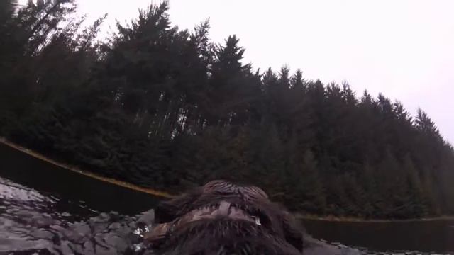 GoPro: A Day In The Life of Elvis The Hound... смотреть онлайн