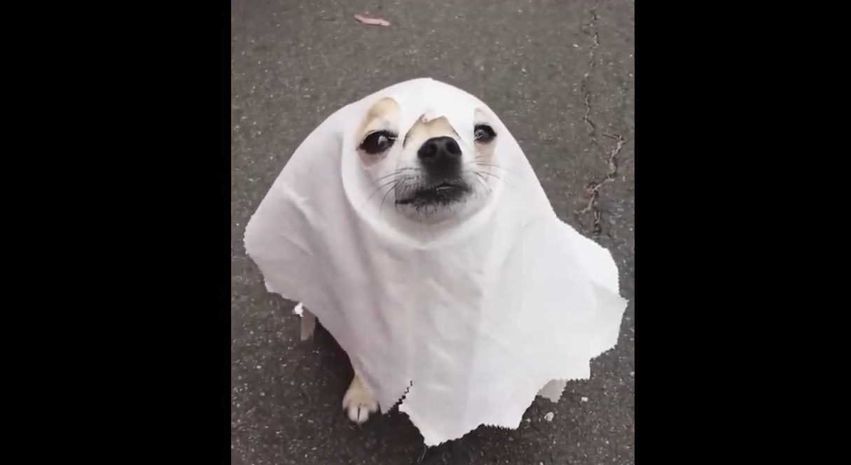 Смешные питомцы #11 смотреть онлайн