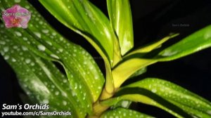 Dendrobium Formidible is Blooming again, orchid update