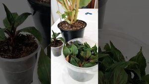 Бальзамина новогвинейский. Черенкование.