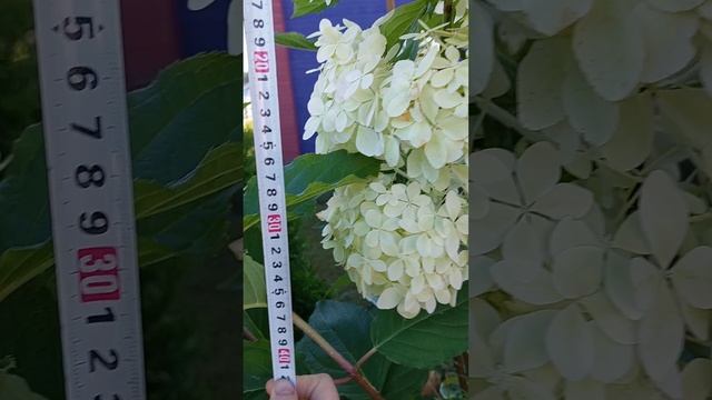 гортензия Фантом , север, грунт-песок.
