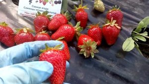 Сорт Клубника ЭМИ (ЛОФТИ) г. Омск Ферма "Омская Ягода"