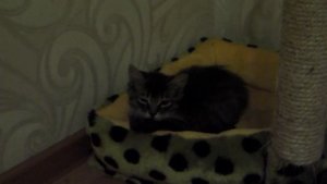 Как растет наш котенок. Нам 4 месяца